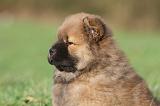 CHOW CHOW 240